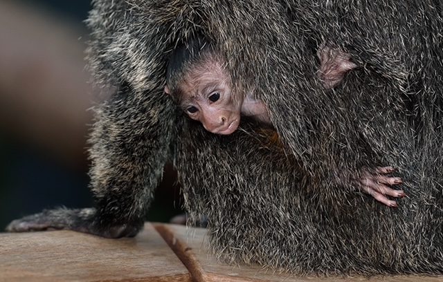 Kölner Zoo: Junger südamerikanischer Schweifaffe geboren