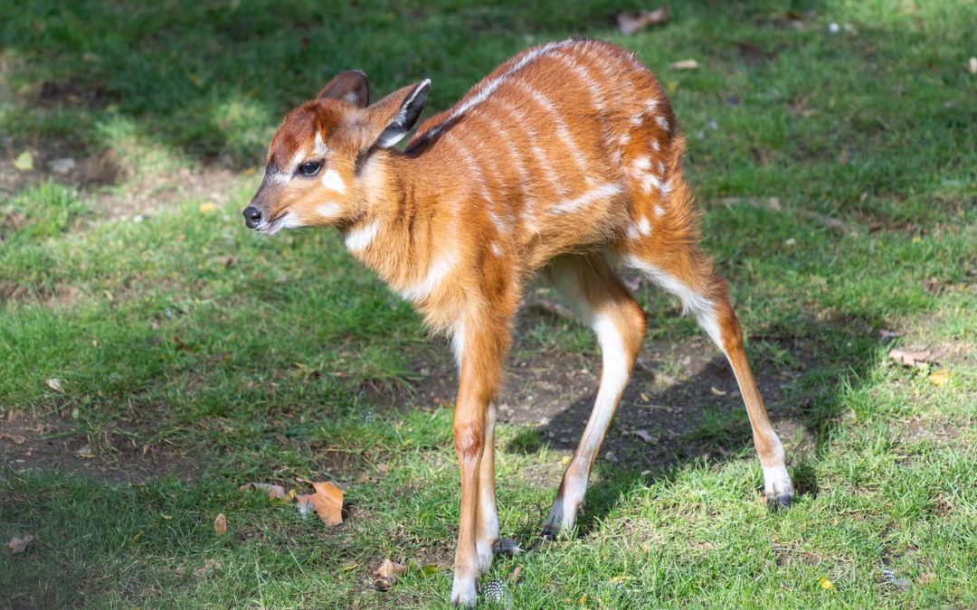 Geburt einer Sitatunga-Antilope im Kölner Zoo