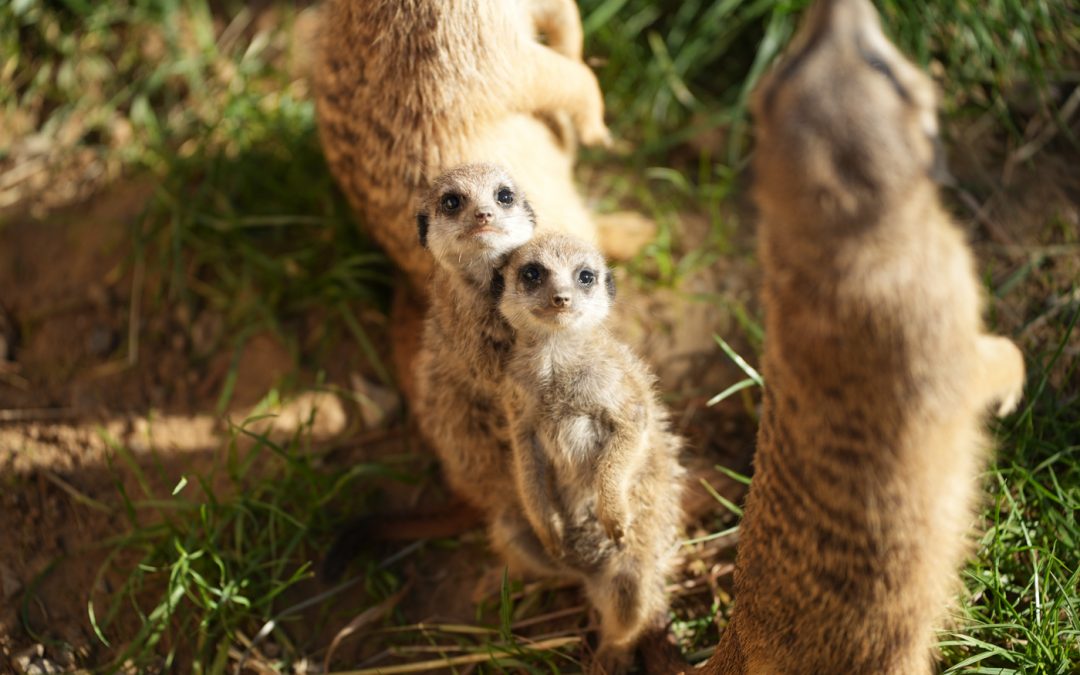 Erdmännchen-Nachwuchs im Kölner Zoo zu sehen