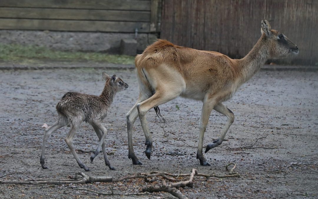 Weißnacken-Moorantilope im Kölner Zoo zur Welt gekommen