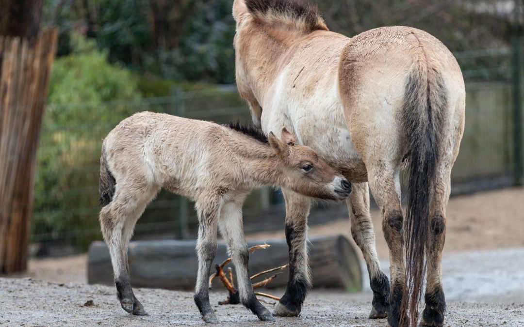 Seltenes Przewalskipferd im Kölner Zoo geboren