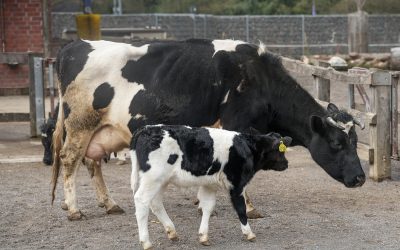 Muuh-ra! Seltenes Kälbchen im Kölner Zoo geboren