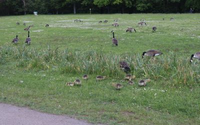 Invasive Wildgänsearten in Köln