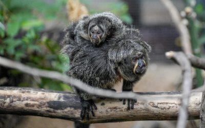 Erster weiblicher Nachwuchs bei den Weißkopfsakis im Kölner Zoo