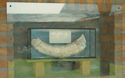 Führung: Die Rückkehr des Mammutzahns