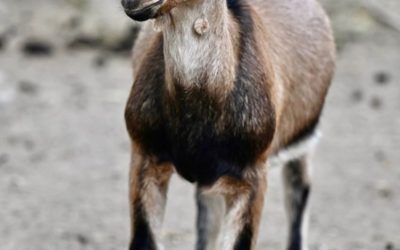 KG-Pänz – unsere Zokunft