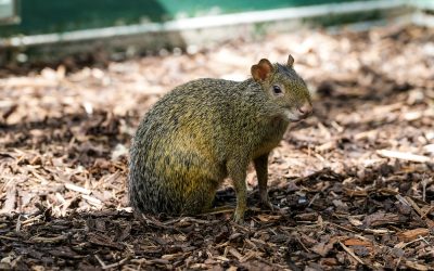 Neu im Kölner Zoo: Südamerikanische Agutis