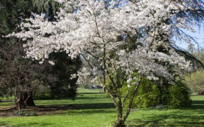 Führung:  „Es grünt, so grün…“ – Frühlingserwachen in Michaelshoven
