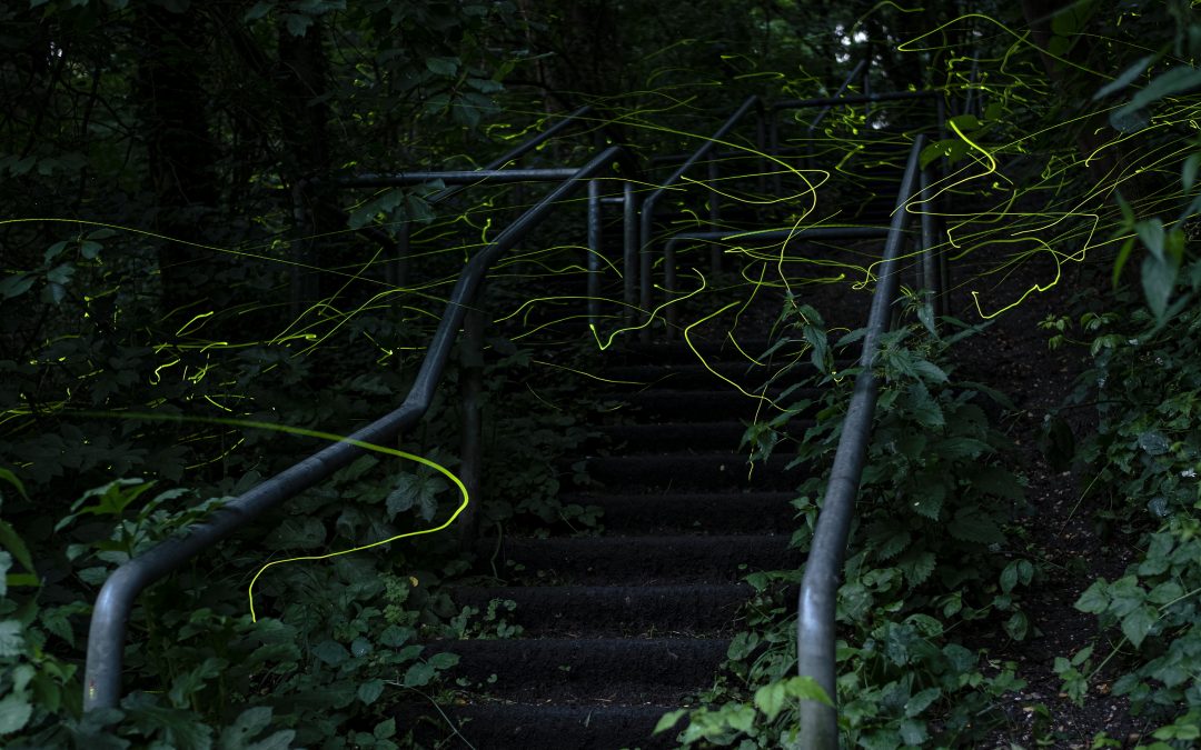 Den Glühwürmchen auf der Spur