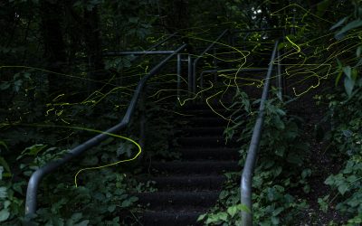 Den Glühwürmchen auf der Spur