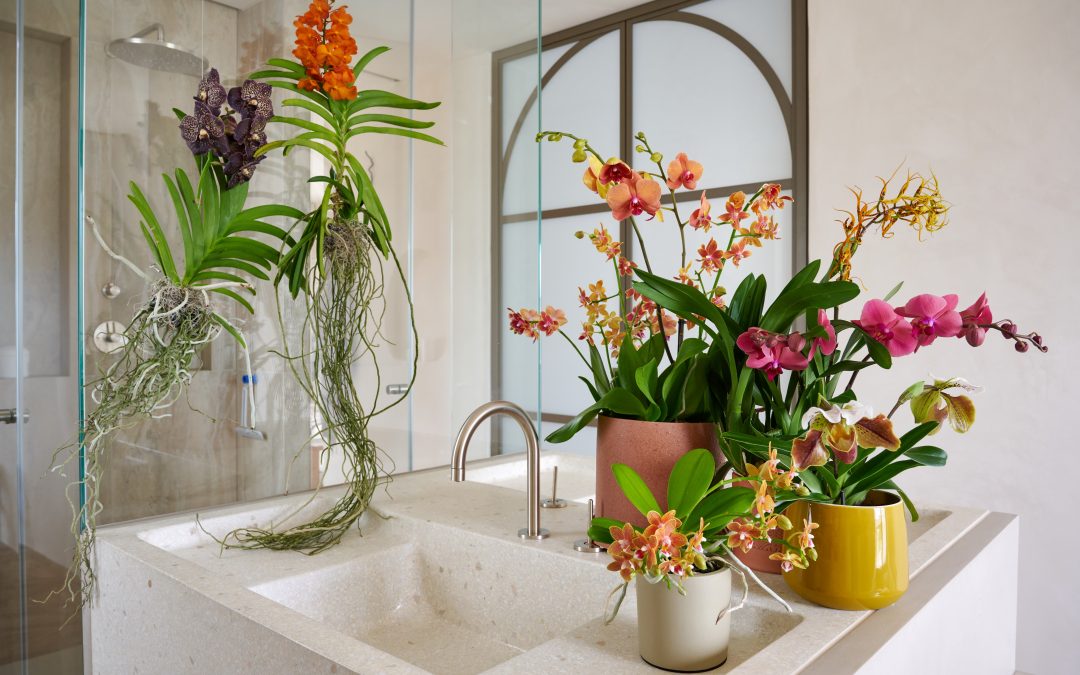 Shower with your flower – Orchideen fühlen sich wohl im Bad