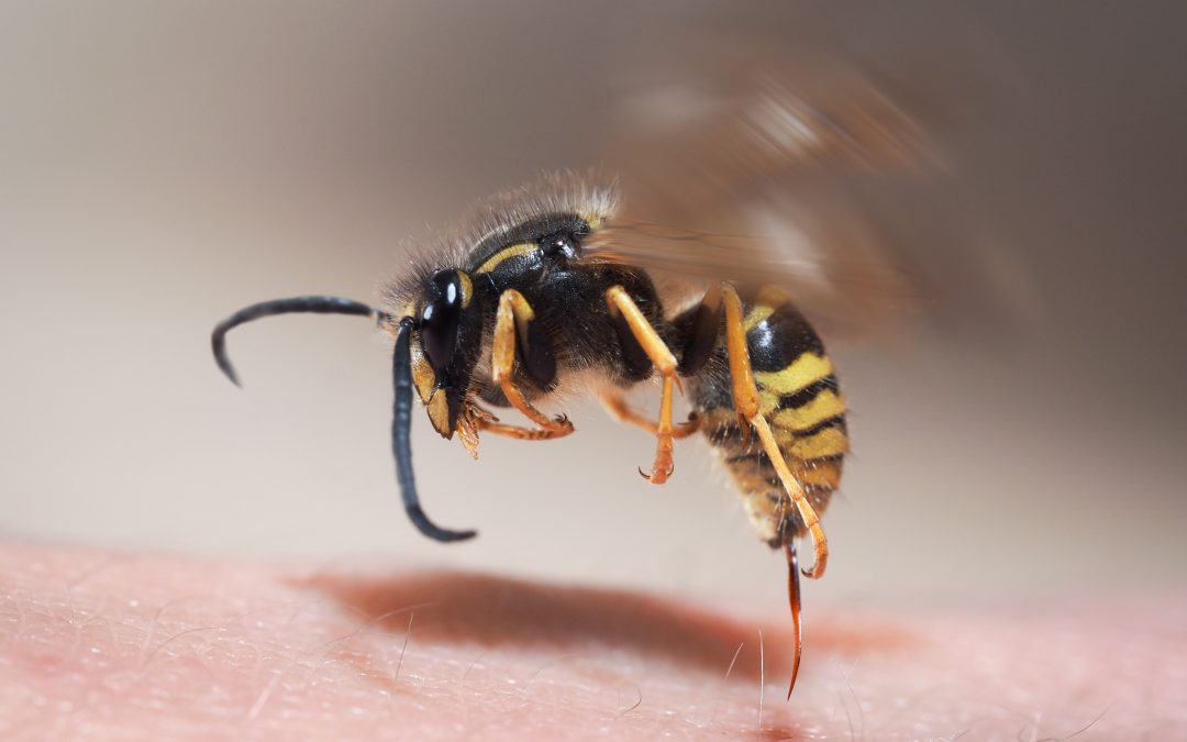 Wespen: Wie man sich und die Tiere am besten schützt 