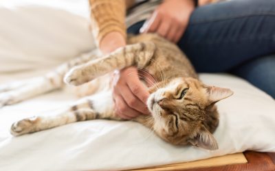 Weltkatzentag am 8. August –  Was will meine Katze mir sagen? Körpersprache beachten!