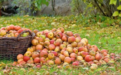Apfelfest mit Apfelsaftpressen – Obst gegen Saft