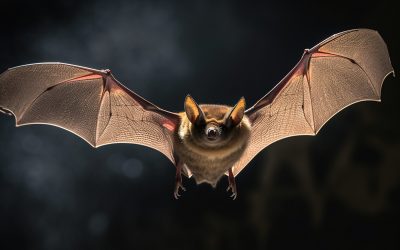 Seminar für Fledermausfans