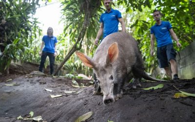 Männermangel bei den Erdferkeln
