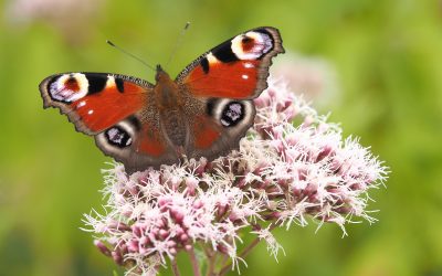 „Mehr Platz für Falter“