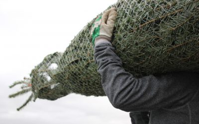 Tipps für den Weihnachtsbaum-Transport