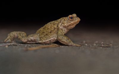 Nachts wenn die Erdkröten kommen