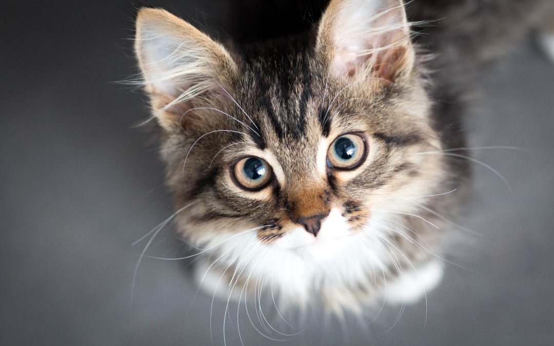 Von Unikaten und sanften Riesen