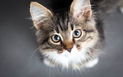 Von Unikaten und sanften Riesen