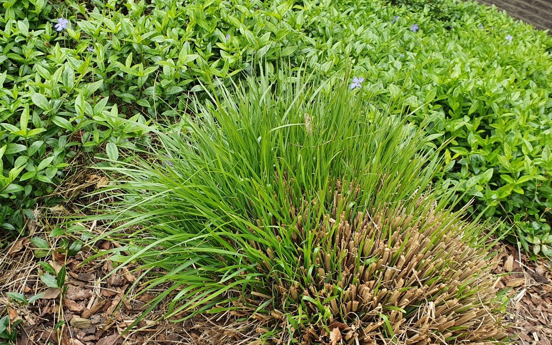 Achtung, Achtung, der Winter ist noch nicht vorbei: Behaltet die Gräser im Auge und wetzt das Schneidzeug