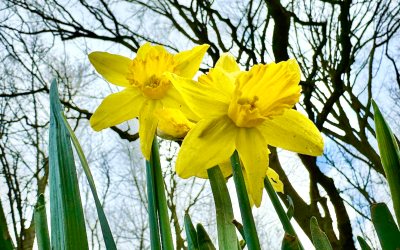 Tagesfahrt zur Narzissenblüte in die Eifel