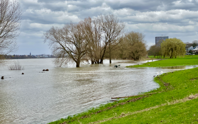 Baumpflegearbeiten am Rheinufer in Rodenkirchen