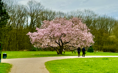 Führung Forstbotanischer Garten am 29. April 2024: Rhododendren, Tiere und Geschichte