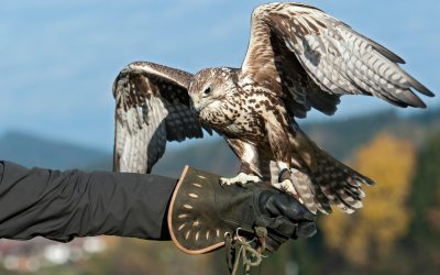Sommerferienprogramm für Kinder auf Gut Leidenhausen