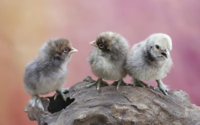 Jungvögel gefunden: Wann menschliche Hilfe erforderlich ist