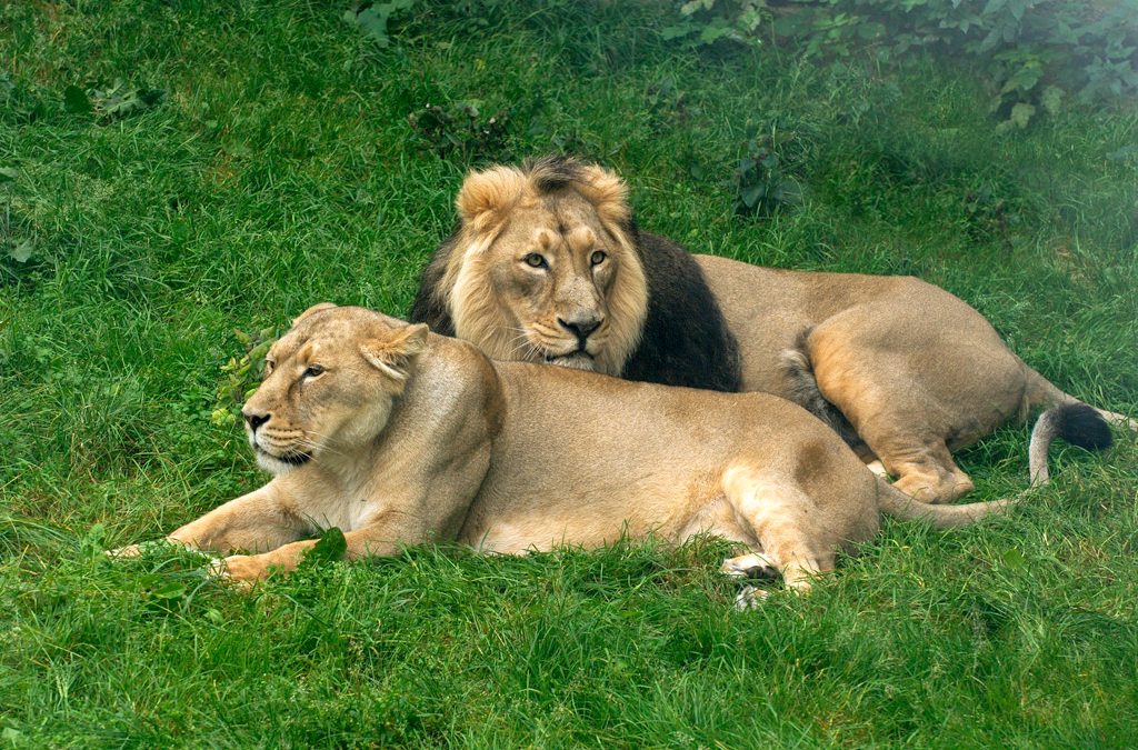 Premiere für Single Abend – Kölner Zoo Tiere als „verliebte“ Vorbilder