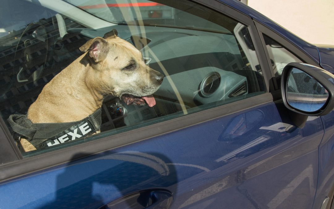 Hitzefalle: Hunde niemals im Auto zurücklassen