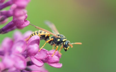 Wespen: Wie man sich und die Tiere am besten schützt
