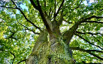 Förderung für neue Bäume und artenreiche Wiesen