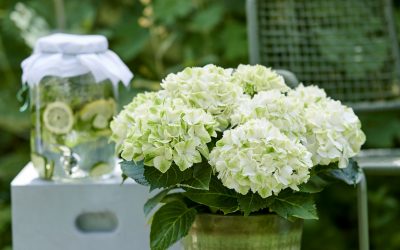 Die Magie des Sommers: Gartenhortensien mit filmreifem Farbwechsel