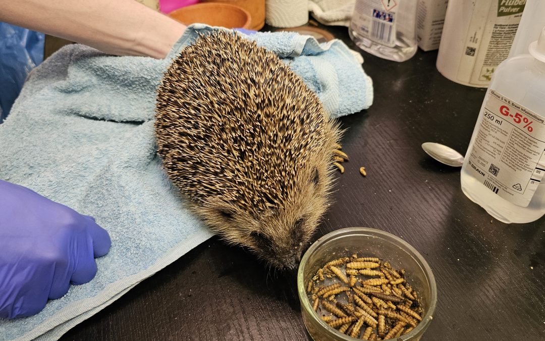 Nachtfahrverbot für Mähroboter