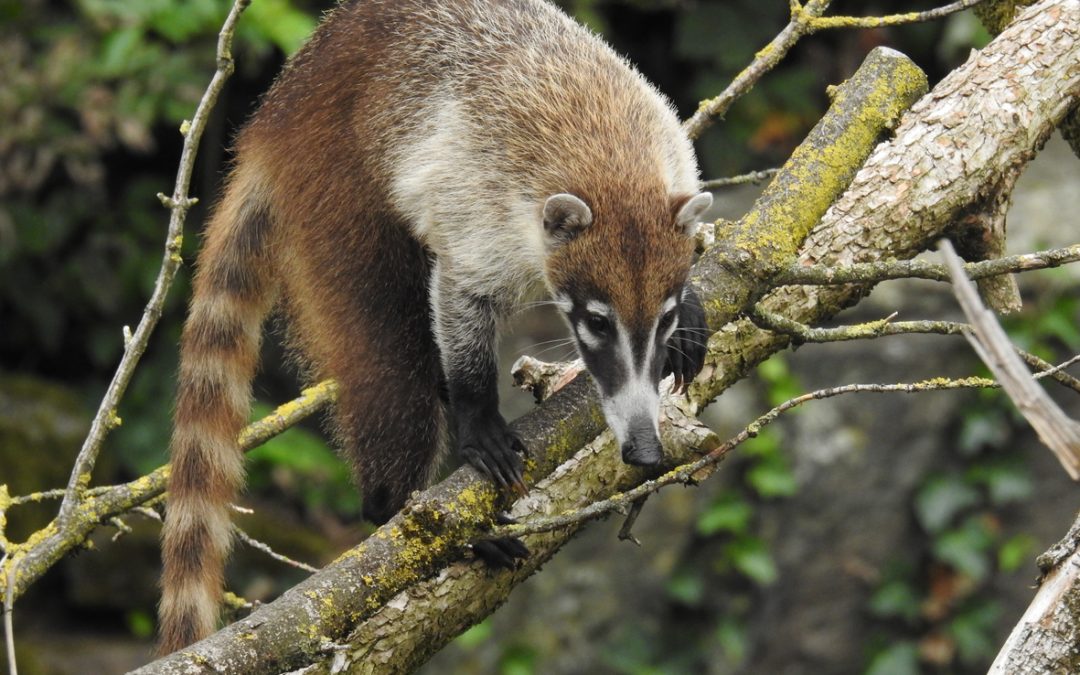 Kölner Zoo zeigt Weißrüssel-Nasenbären