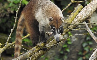 Kölner Zoo zeigt Weißrüssel-Nasenbären