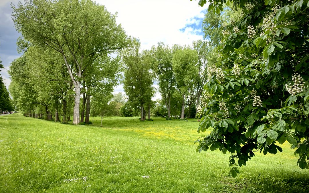 Hitzepuffer Wald sorgt für wohltuende Temperaturen