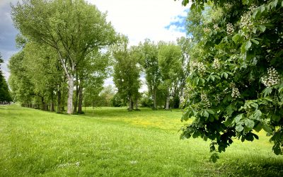 Hitzepuffer Wald sorgt für wohltuende Temperaturen