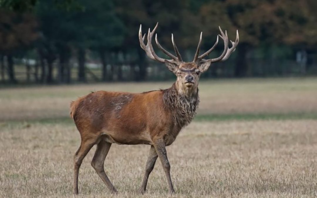 Unfallgefahr: Wo Hirsch und Co. die Straße queren