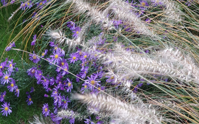 Gräser im Herbst –  Jetzt zeigt sich, was ein Garten kann
