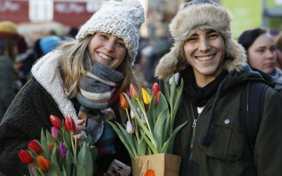 Der Weg der Tulpe – Von der Kühlzelle bis zum Supermarkt
