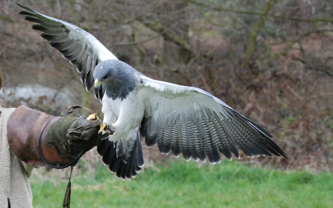 Vortrag: Wie trainiert man einen Greifvogel?