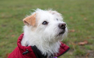 Kälte und Dunkelheit: Wie schützt man seinen Hund?