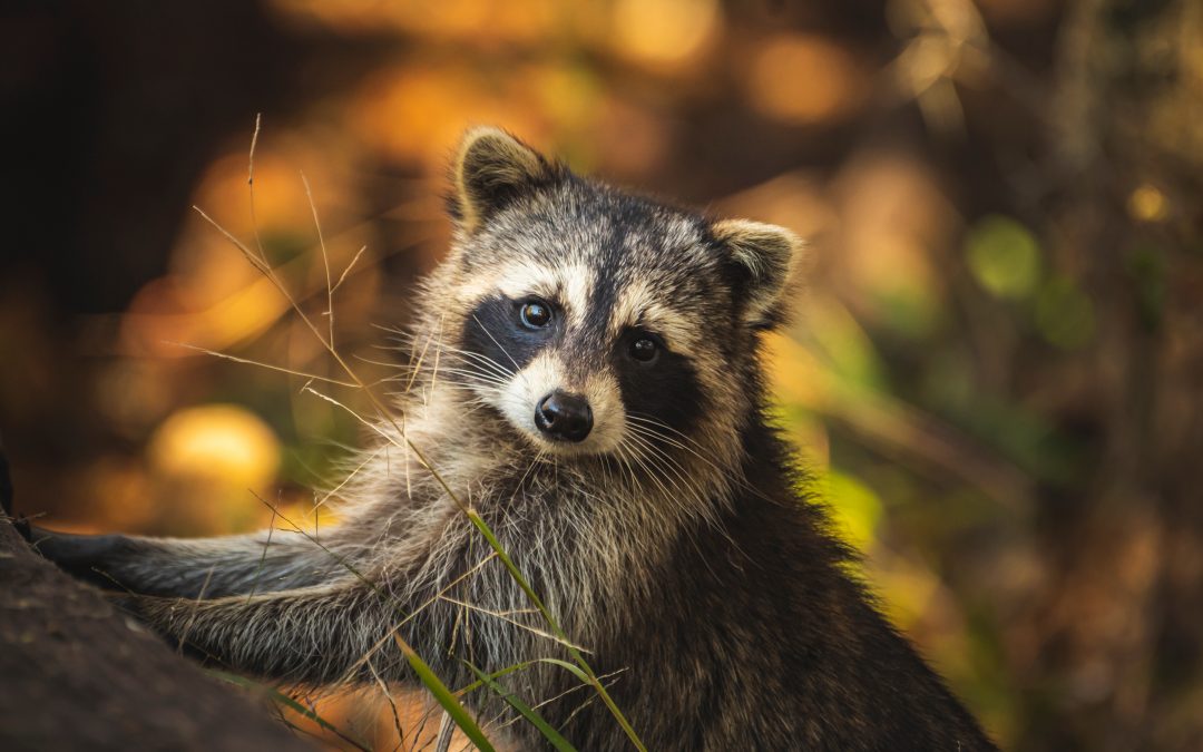 Vortrag: Waschbären – putziger Zorro oder gefräßige Gefahr für die Biodiversität?