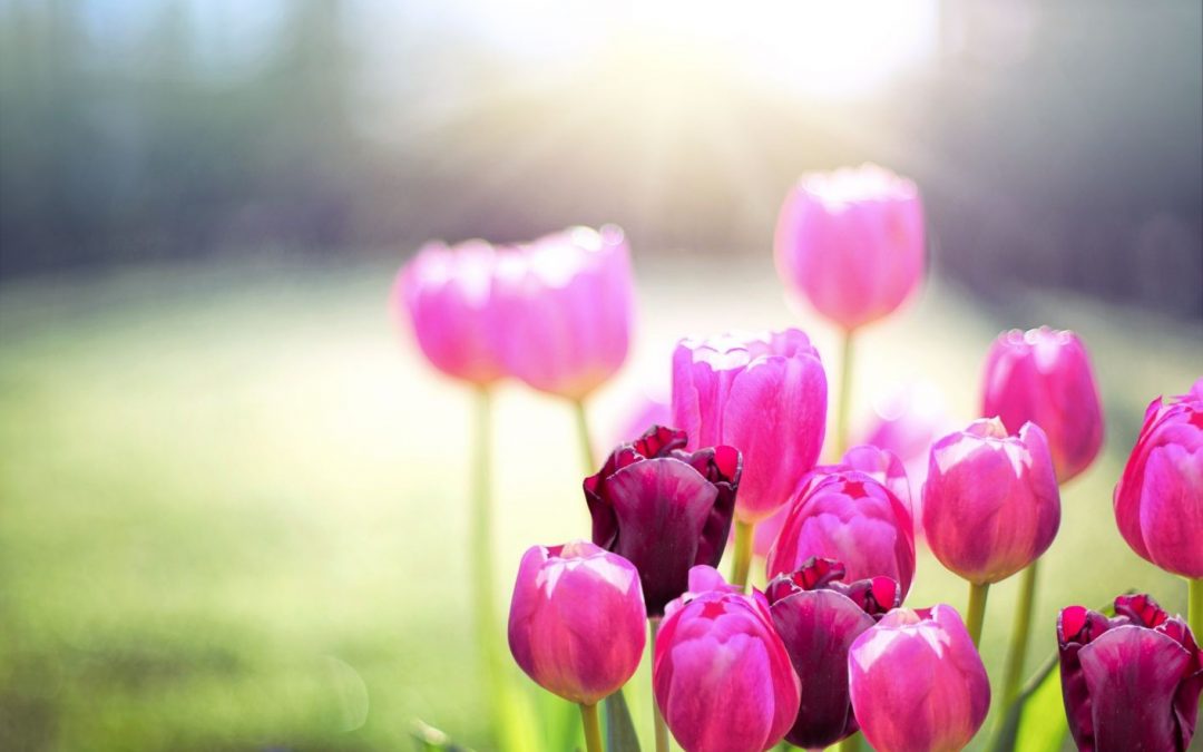 Frühlingserwachen für die Seele: Mit Achtsamkeit die neue Energie spüren