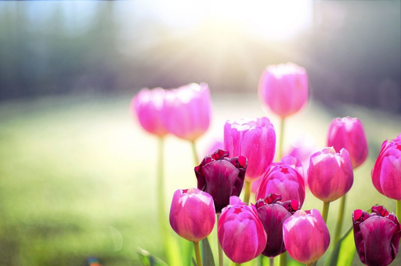 Frühlingserwachen für die Seele: Mit Achtsamkeit die neue Energie spüren