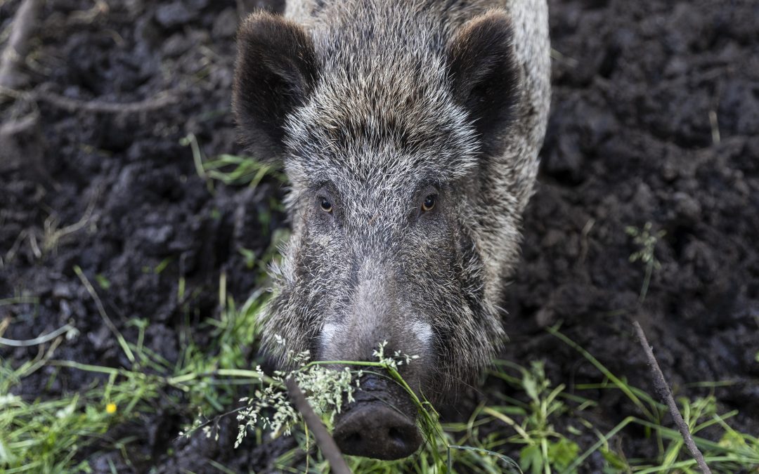 Am Sonntag ist Zeitumstellung: Die Gefahr von Wildunfällen steigt